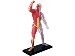 Modelo Muscular Em Miniatura Anatomia Humana Esqueleto Ferramenta Didática Para Estudo Exibição Médica