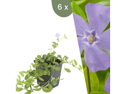 | 6 Plantas De Pervinca | Vinca Minor | Cobertura Do Solo Resistente | Perenes Resistentes | Plantas De Jardim Resistentes Plants By Frank