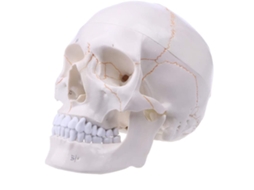 Modelo de Crânio Humano LAXISCREED
