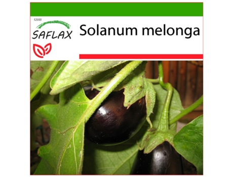 SAFLAX Árvore de Ovo Solanum Melonga 20 Sementes com Substrato de Cultivo Livre de Germes