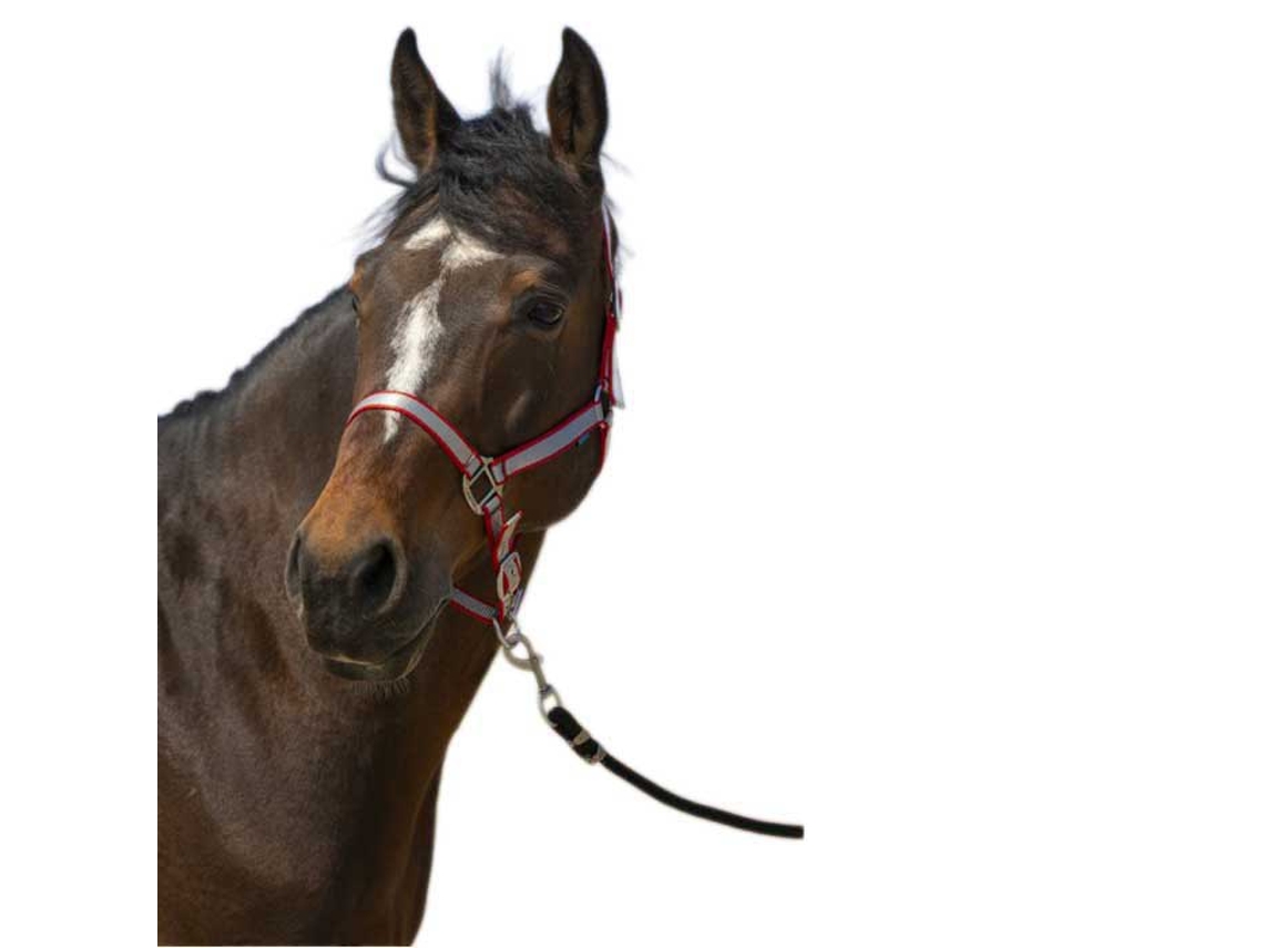Cabeçada Nylon Soft Vermelho Fullnorton Equestrian