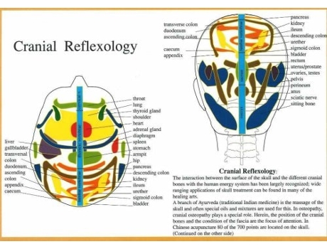 Livro Cranial Reflexology -- A4 De Jan Baarle (inglês)