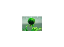 Vesicularia Dubyana Floating Ball