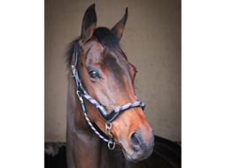 Cabresto de viagem para cavalos Jump'In Collection One