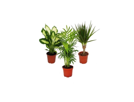 Conjunto de 3 Plantas de Interior Ii 1X Dieffenbachia 1X Chamaedorea Palmeira Da Montanha 1X Dracena Marginata Dragoeiro Vaso de 10-12 Cm EXOTENHERZ