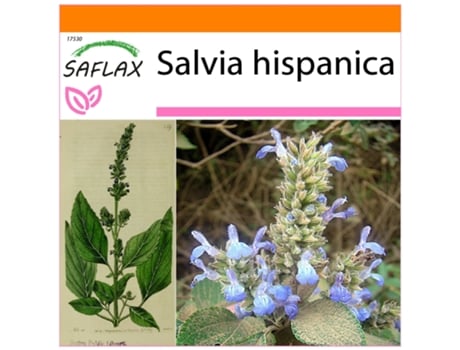 SAFLAX Garden In The Bag Chia Mexicana Salvia Hispanica 500 Sementes com Substrato de Cultivo em Saco Prático e Automontante