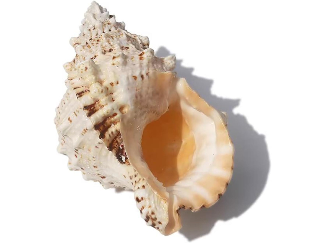 Coquilles De Conque Océanique Para Decoração De Casa, Loisirs Créatifs, Decoração De Casamento,