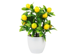 Árvore de Frutas em Pote com Limão, Kumquat, LAXISCREED, Vaso Antigo