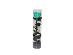 Rebe rosa Preservada Real, Rosa Eterna com Caule e Folhas Reais, Flor Duradoura para Presente Azul Lodo