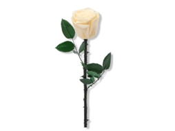 Buquê de Rosas Preservadas Bege, uma Escolha Ideal para o Dia Dos Namorados Ou Das Mães BRILVIBERA