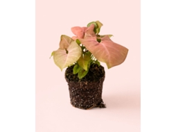 Syngonium Neon Pink 12 Cm | Planta Rosa De Interior | Pur Plant