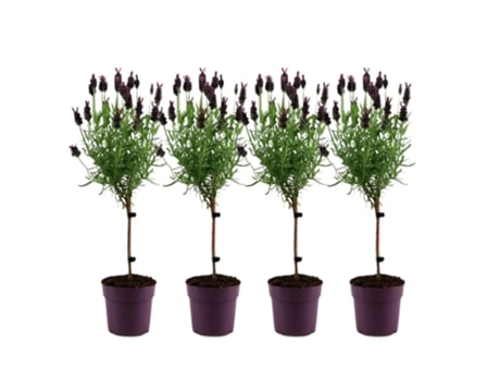 Plantas Com Flores Plant In A Box Lavandula Stoechas Anouk Conjunto De 4 Pote 12cm Altura 30 40cm