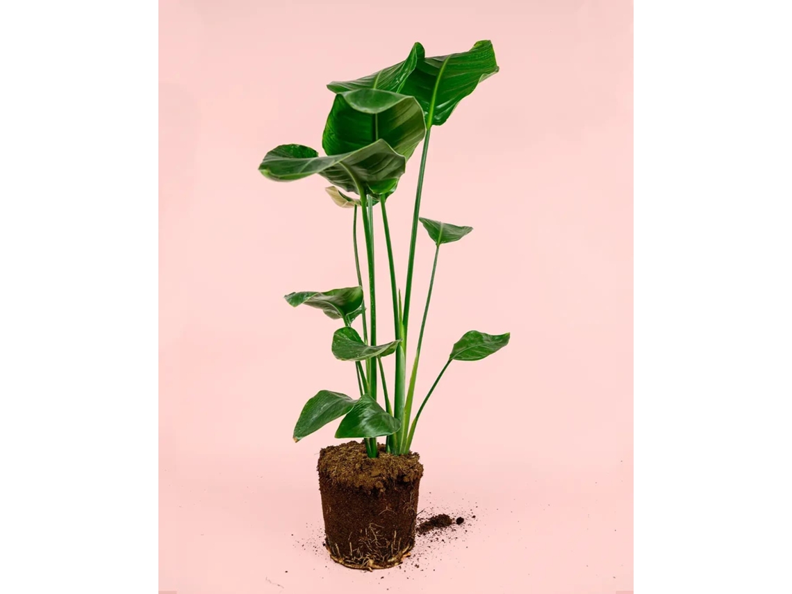 Strelitzia Nicolai | Planta Natural Tropical De Interior E Exterior Resistente | Pur Plant