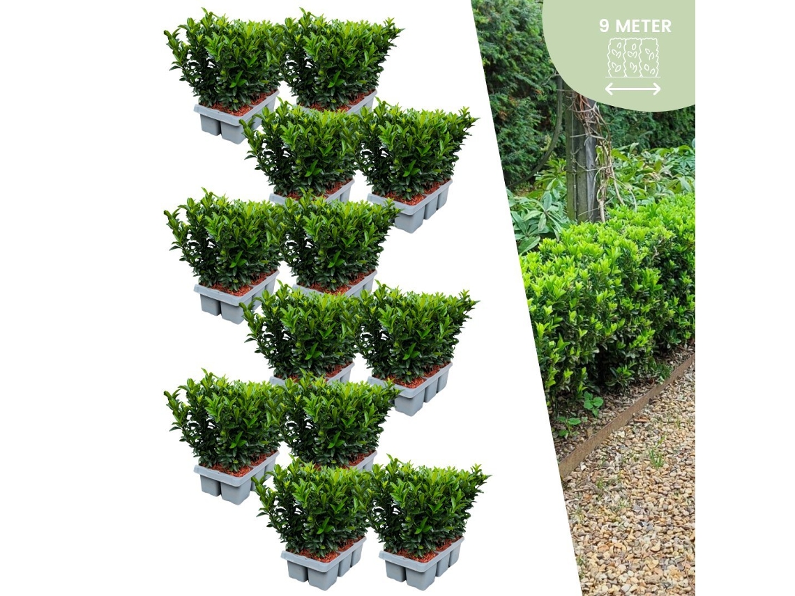 72 plantas de sebe de fuso verde | Euonymus japonicus Green Spire | Substituição de buxo | Plantas de sebe resistentes