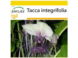 SAFLAX Conjunto de Cultivo Flor de Morcego Branca Tacca Integrifolia 10 Sementes com Mini Estufa Substrato de Cultivo e 2 Vasos