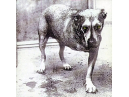 CD Alice In Chains - Alice In Chains