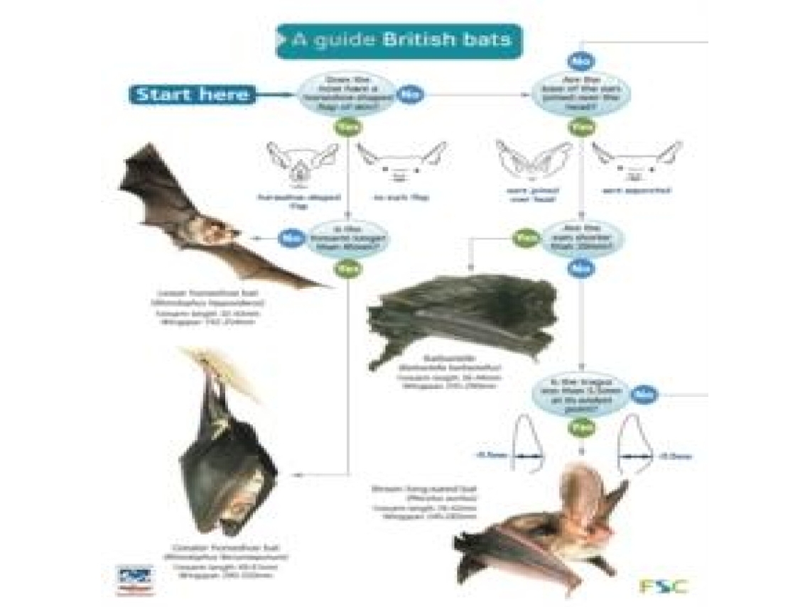 Livro Guide to British Bats de Kate Jones (Inglês)