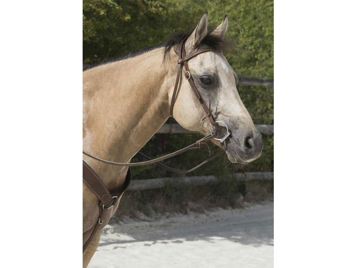 Refrear Colorado Verdewestride