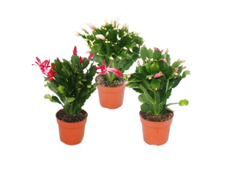 Cato de Natal Schlumbergera Conjunto de 3 Plantas EXOTENHERZ