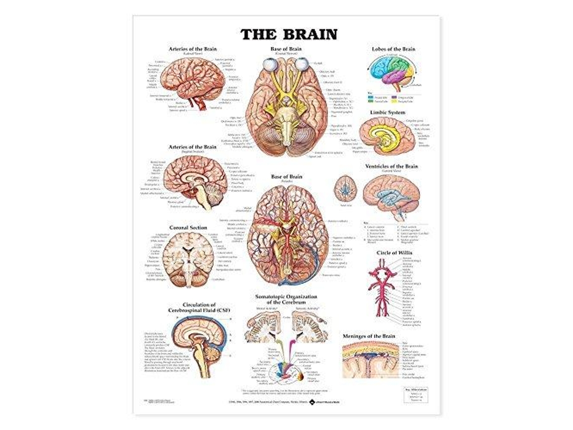 Livro Brain Anatomical Chart de Anatomical Chart Company (Inglês)