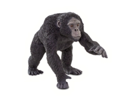 SAFARI Chimpanzee