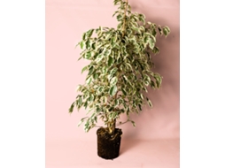 Ficus Hawai L | Planta Natural Tropical Variegada | Vaso Ø14 Cm Aprox. | Pur Plant