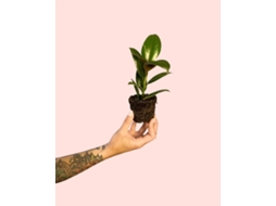 Ficus Elástica Melany Mini | Planta Natural Tropical Elegante | Vaso Ø8 Cm Aprox. | Pur Plant