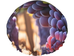 Touca De Banho Feminina Desert Grapes, Impermeável, Reutilizável, Com Cordão Elástico Lavável, Adequada Para Cabelos