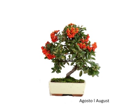 Bonsai Pyracanta de 9 Anos LUSO BONSAI