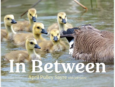 Livro In Between de April Pulley Sayre (Inglês - Capa Dura)