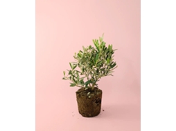 Mini Oliveira | Mini Árvore De Fruto Natural | Pur Plant