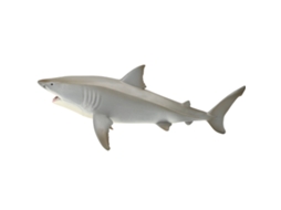 Primerox modelo de Tubarão branco Grande Oco Megalodon Figura de Vida Marinha Educativa Brinquedo