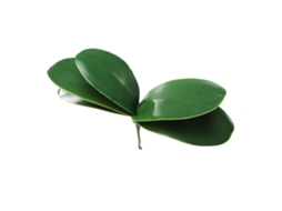 Folhas de Orquídea Phalaenopsis para Decoração LAXISCREED