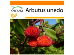 SAFLAX Garden In The Bag Medronheiro Arbutus Unedo 50 Sementes com Substrato de Cultivo em Saco Prático e Automontante
