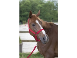 Cabresto para cavalos Riding World Club