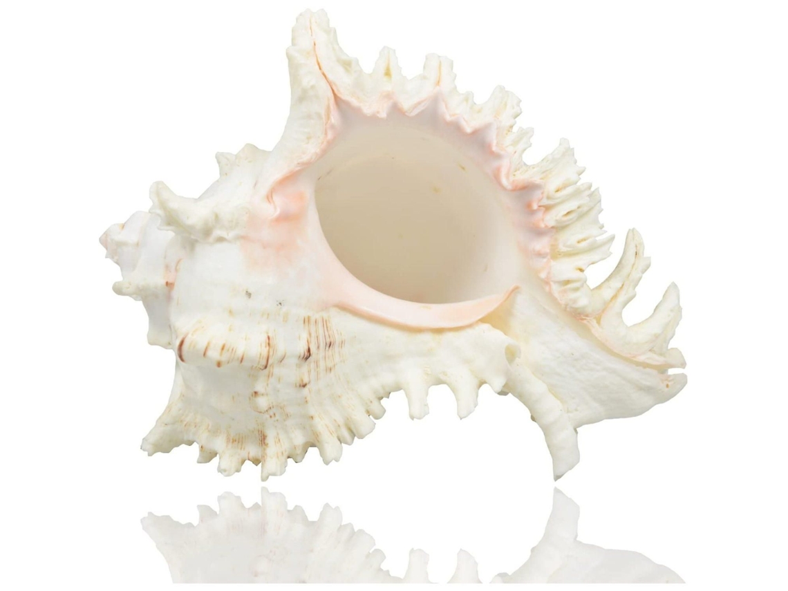 Conjunto de 18 conchas marinhas naturais, decoração para casamentos, festas praia, casa e DIY