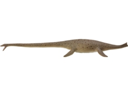 Figura COLLECTA Thalassomedon
