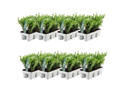 48 Azevinho | Plantas de sebe resistentes | 48 x Ø7 cm - 15 cm Ilex crenata Jenny | Plantas de sebe | Substituição de buxo