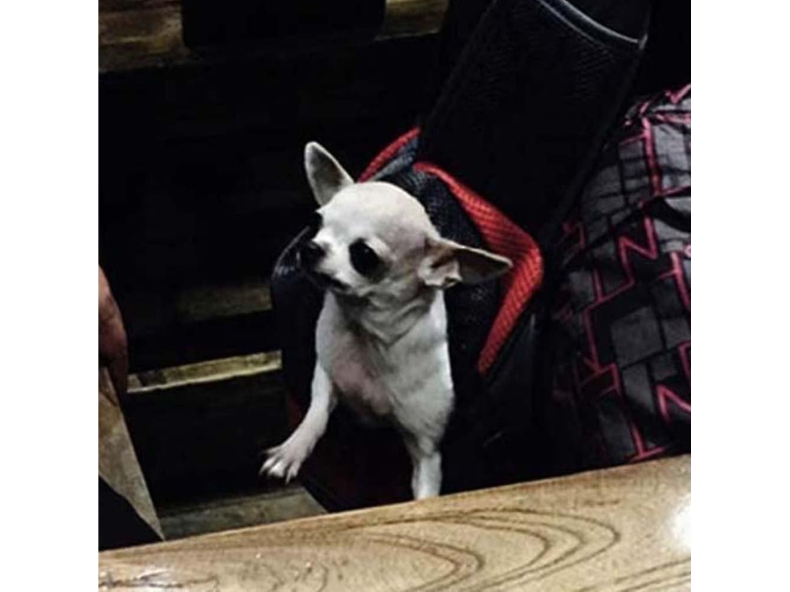 Canguru Para Cachorro De Estimação, Bolsa De Transporte Com Alça Acolchoada E Tecido Respirável