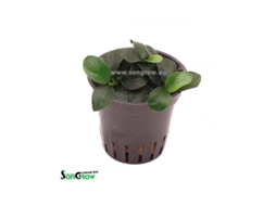 Anubias Nana Bonsaï
