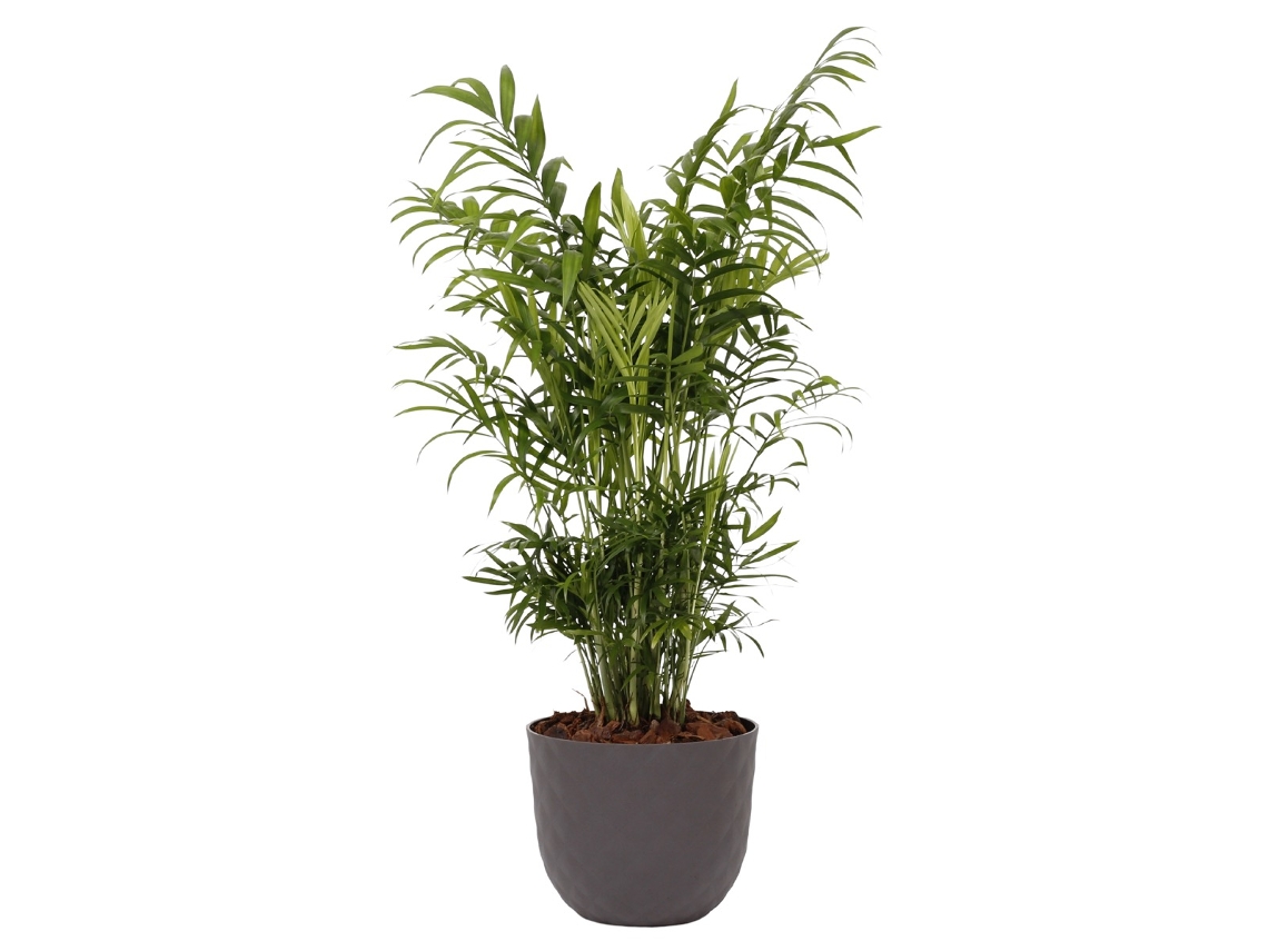 Planta Natural BIOMA PLANTS Chamaedorea Elegans c/Vaso (Biodegradável, Calcário - Cinzento)