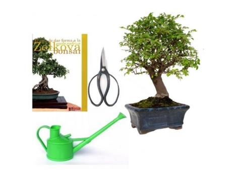 Pack Bonsai Zelkova 5 Anos