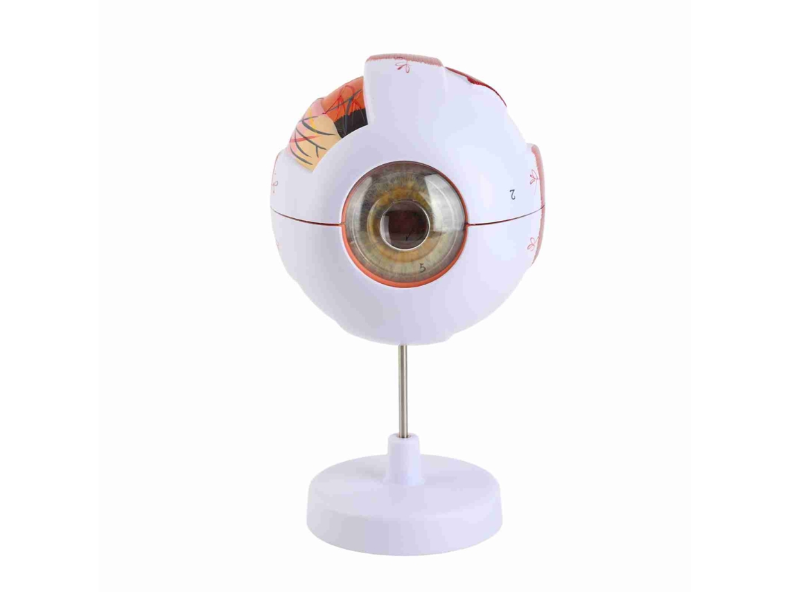 Modelo Anatomico De Ojo Humano 6x Agrandado 7 Partes Desmontable Para Ensenanza Educacion Decoracion