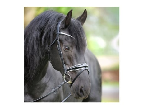 Cabresto de equitação combinado em inglês Kavalkade Juliana KavalSH7