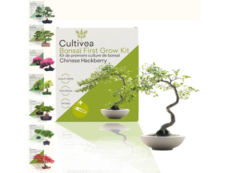 Kit Primeiro Bonsai Chinese Hackberry Com Acessórios Cultivea