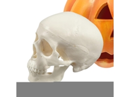 Modelo Realista De Crânio De Esqueleto Para O Halloween