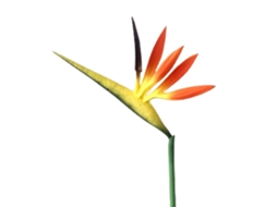 Laxiscreed Flor Artificial Orange Bird Of Paradise Para Decoração De Alta Qualidade