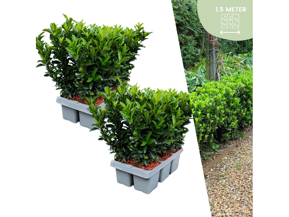 12 plantas de sebe de fuso verde | Euonymus japonicus Green Spire | Substituição de buxo | Plantas de sebe resistentes