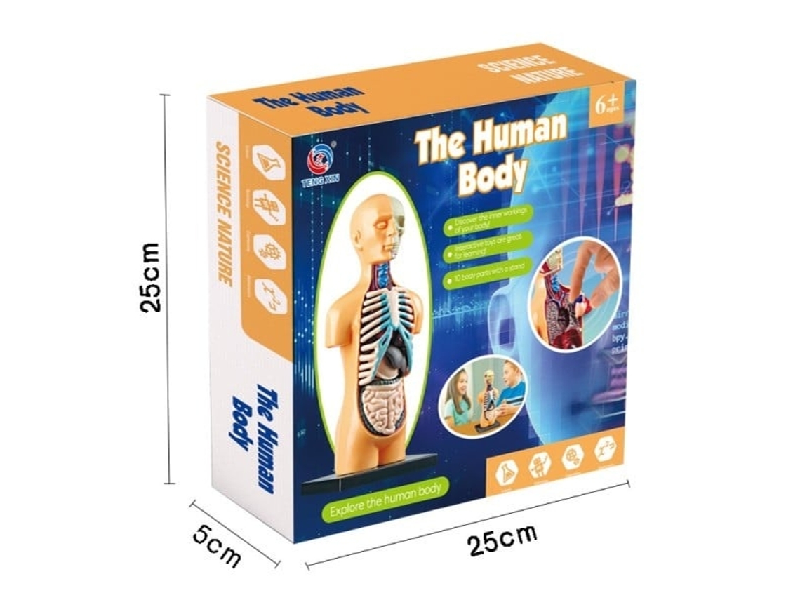 Kit Stem Brinquedos Educativos Infantis, Ciência, Jogos Stem, Esqueleto Humano Composto, Anatomia, Rgos, Ossos, Kit De Brinquedos Lurelia
