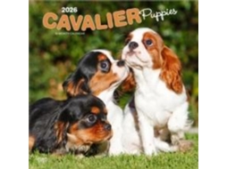 Livro Cavalier King Charles Spaniel Puppies 2026 Square Flap Calendar de BrownTrout Books (Inglês)